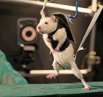 A rat in a harness does treadmill gait training as part of a study on motor learning and neuroplasticity.